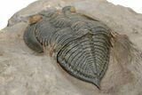 Gorgeous Zlichovaspis Trilobite - Orange Eyes #301715-2